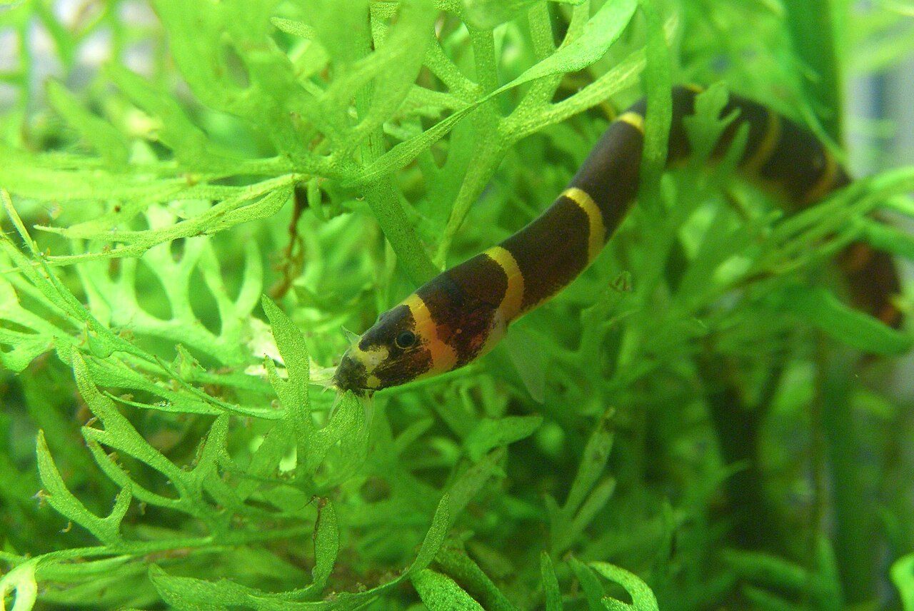 Native Freshwater Fish For Aquariums
