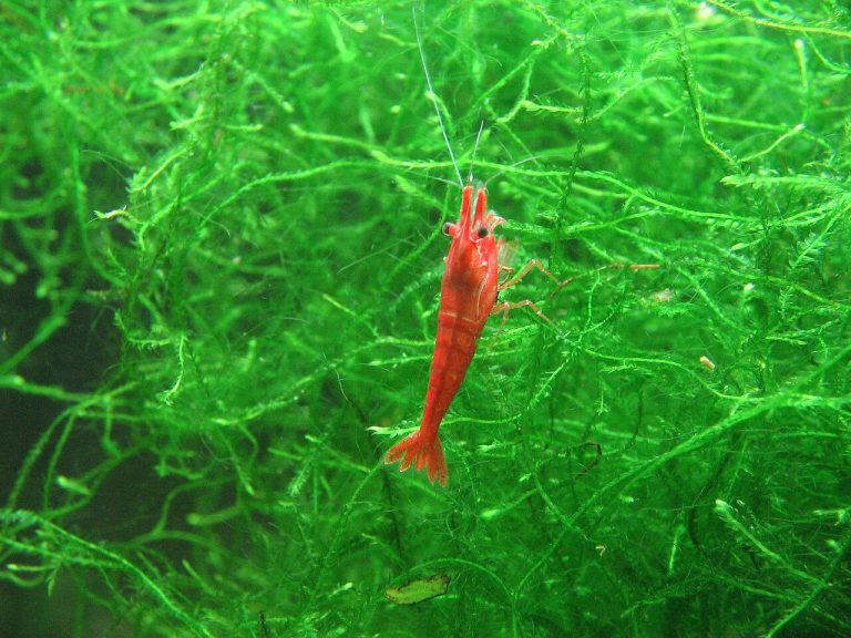 Neon Colorful Freshwater Fish