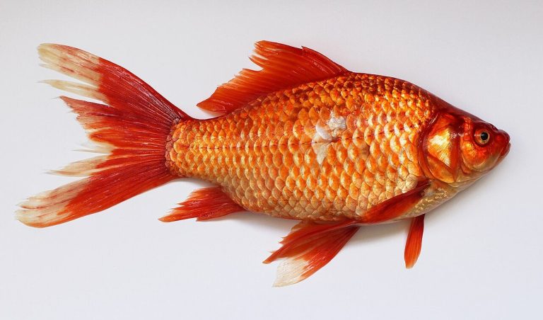 Neon Fish Care