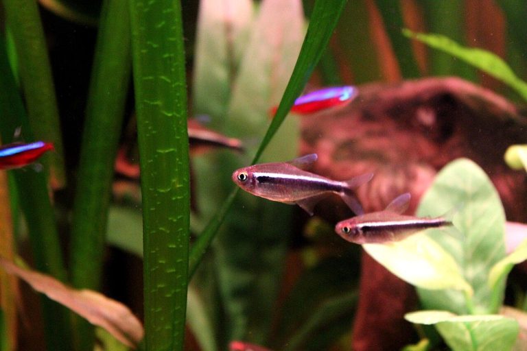 Neon Fish Disease