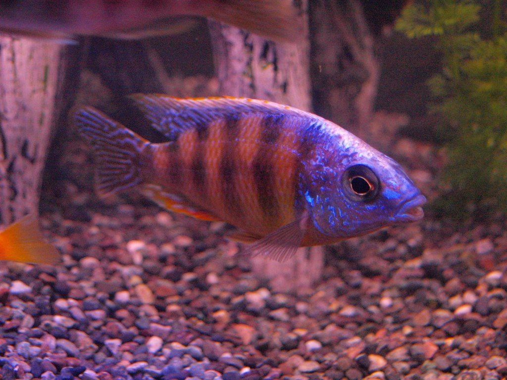Neon Fish Lifespan
