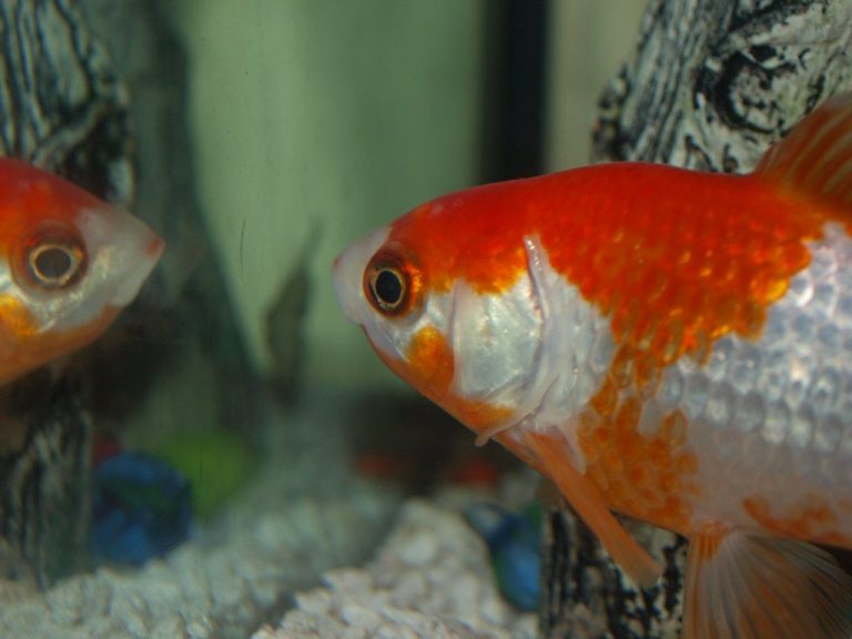 Neon Fish Size