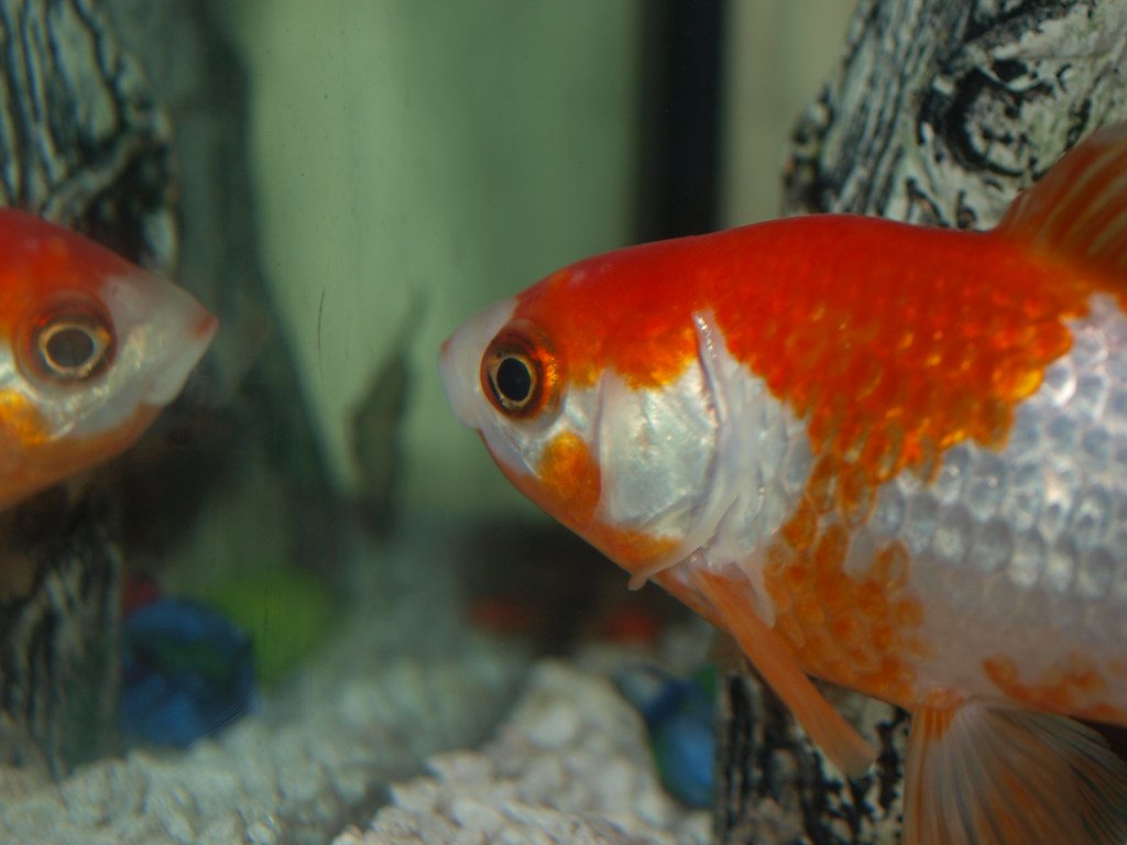 Neon Fish Size