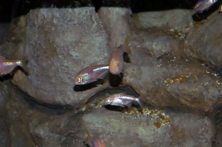 Neon Fish Tank Setup