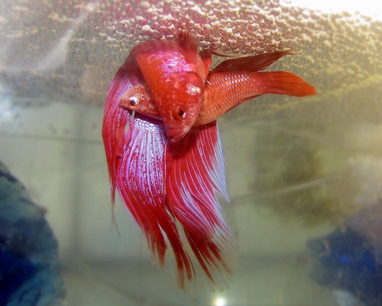 Neon Fish Tanks