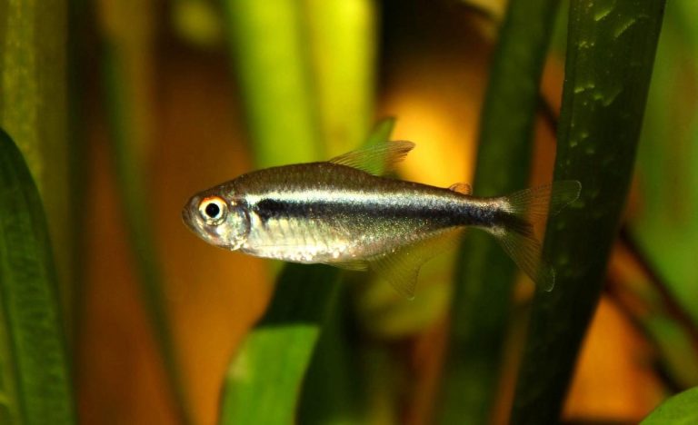 Neon Fish Temperature