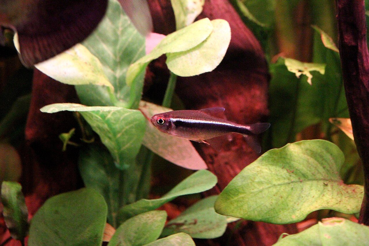 Neon Fish Water Temperature