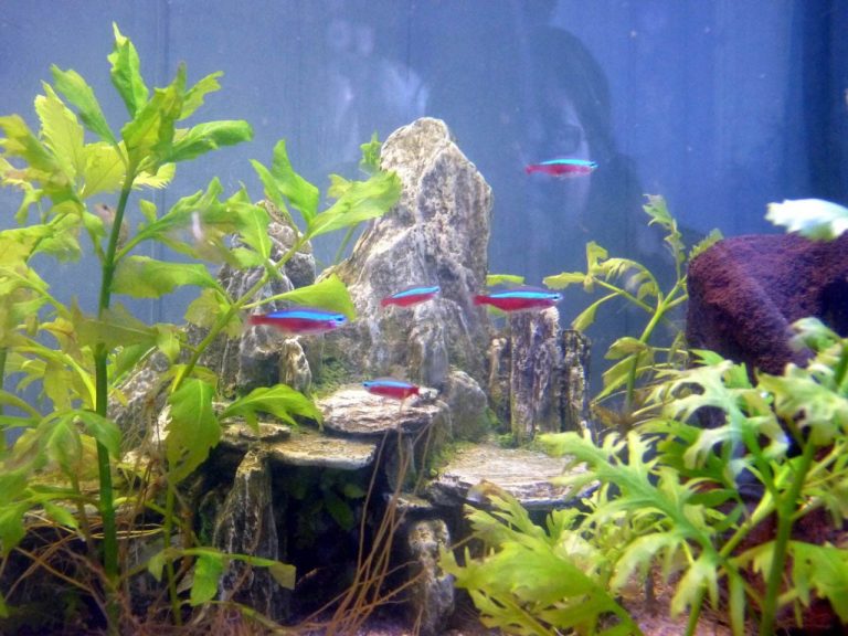 Neon Tetra Aquarium Fish