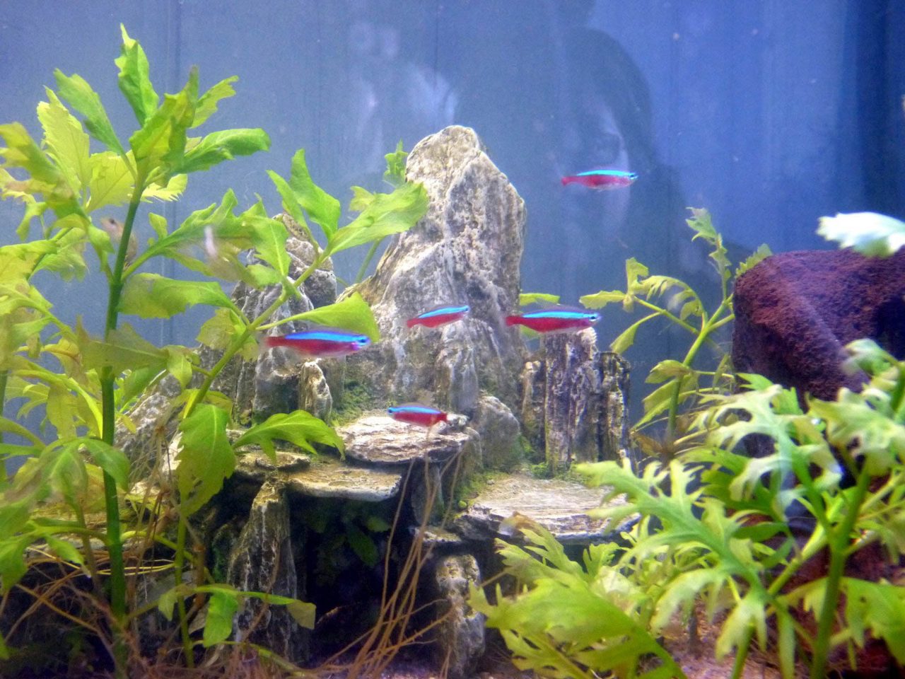 Neon Tetra Aquarium Fish