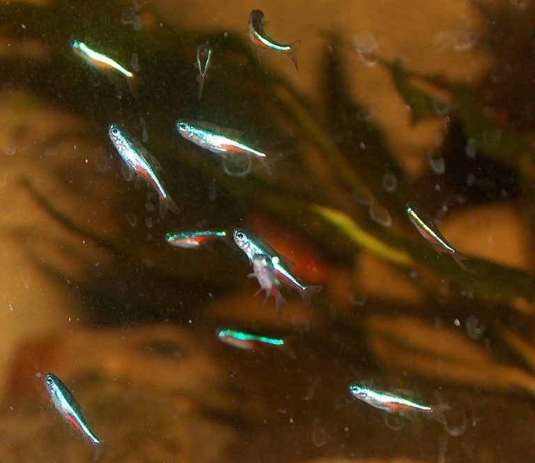 Neon Tetra Disease