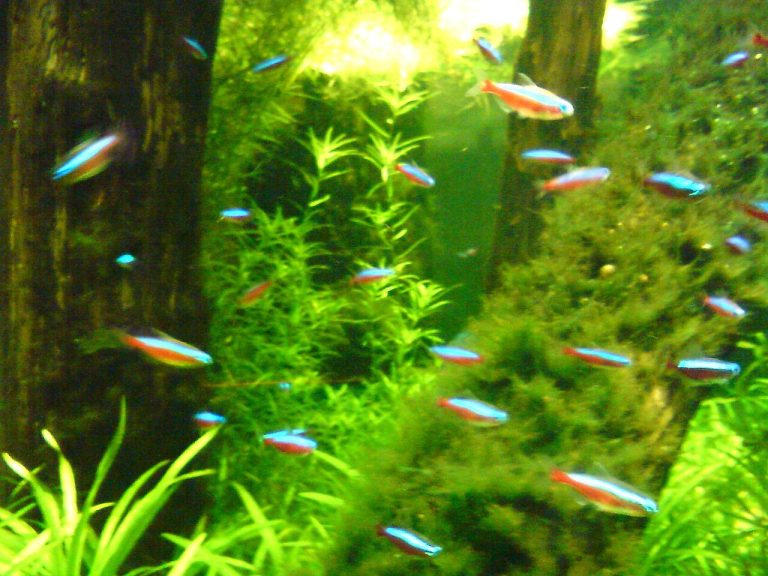 Neon Tetra Disease, Dying And Stress Signs
