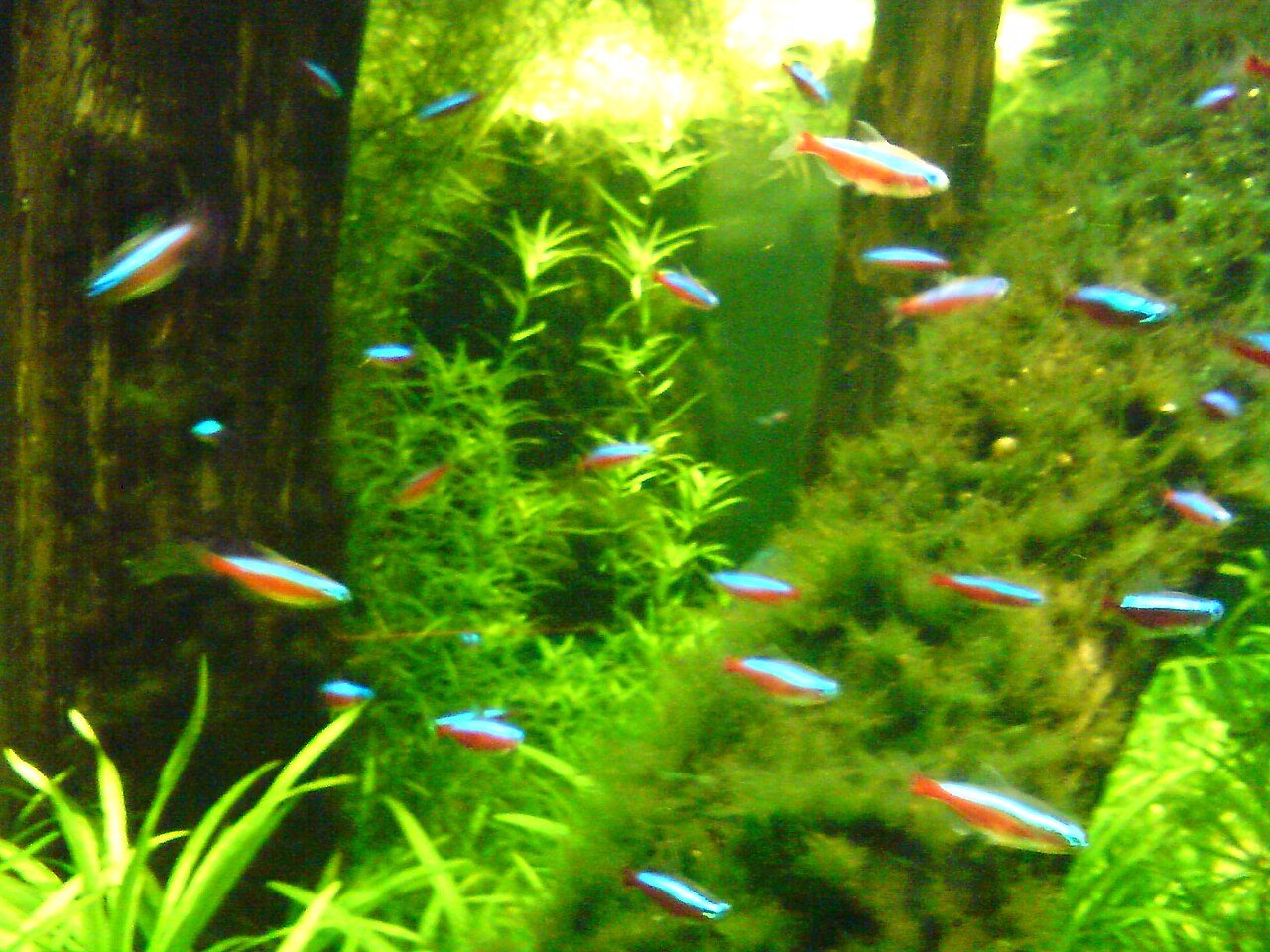 Neon Tetra Disease, Dying And Stress Signs