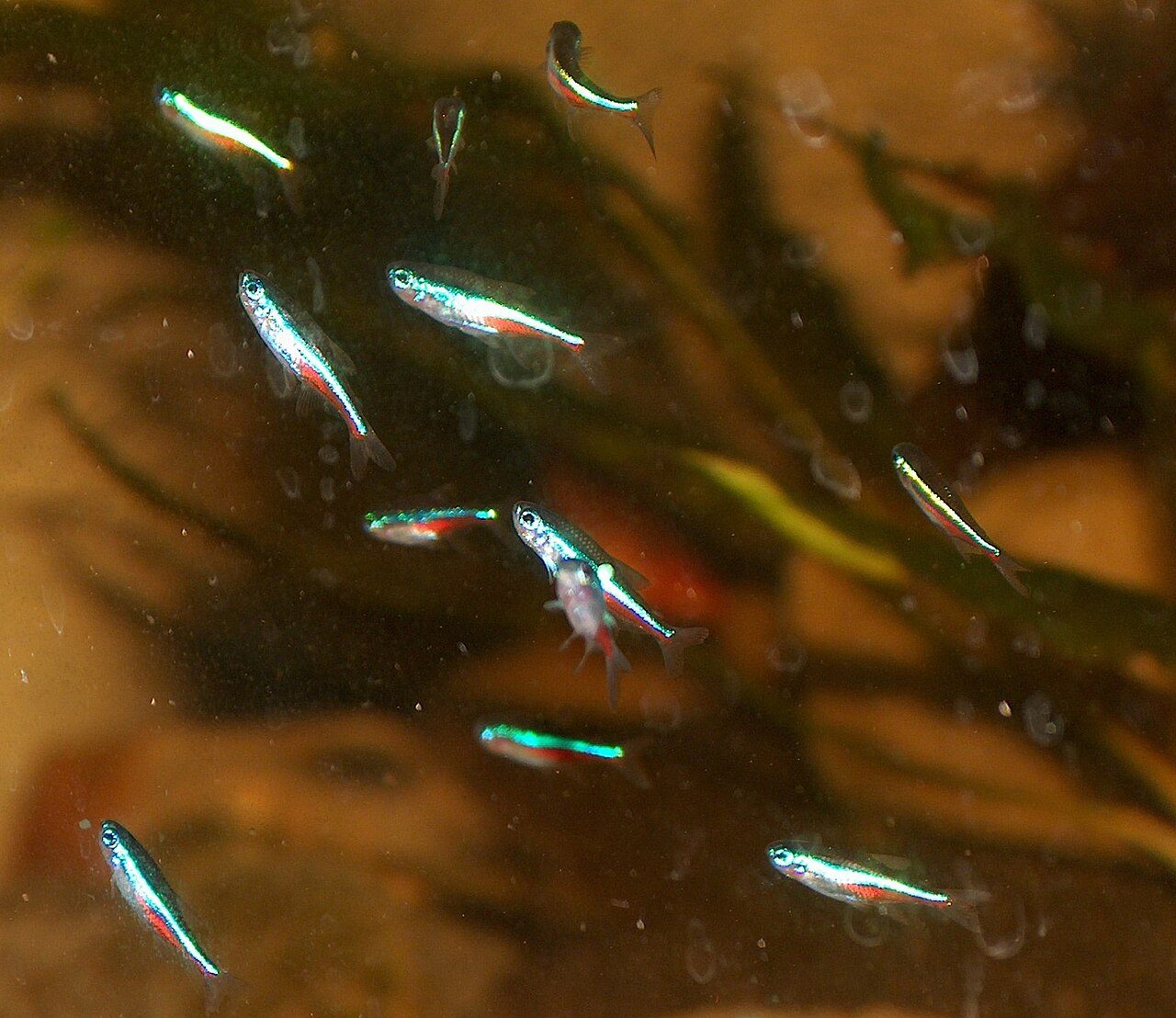 Neon Tetra Disease