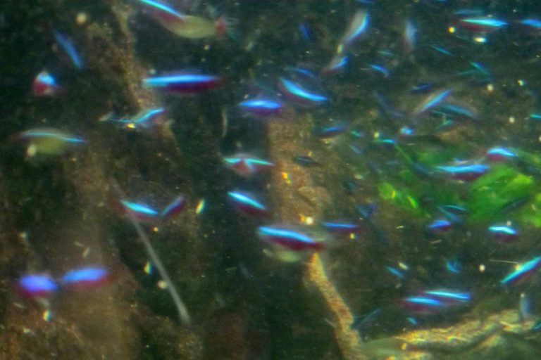 Neon Tetra Fish Care