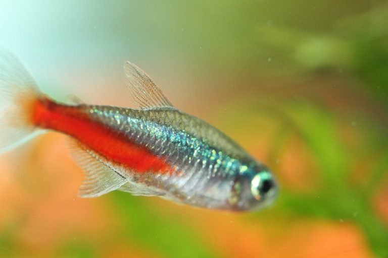 Neon Tetra Fish Food