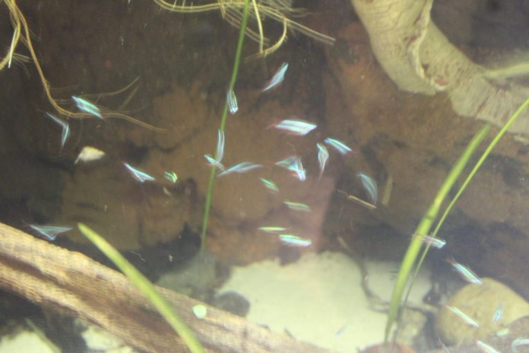 Neon Tetra Fish Guide