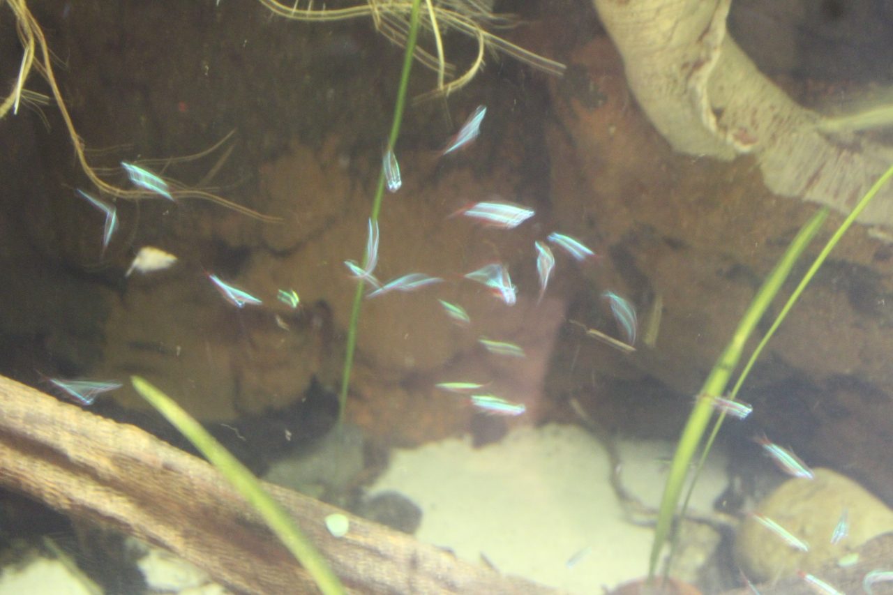 Neon Tetra Fish Guide