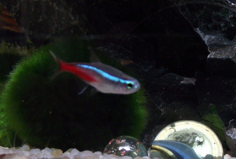 Neon Tetra For Beginners