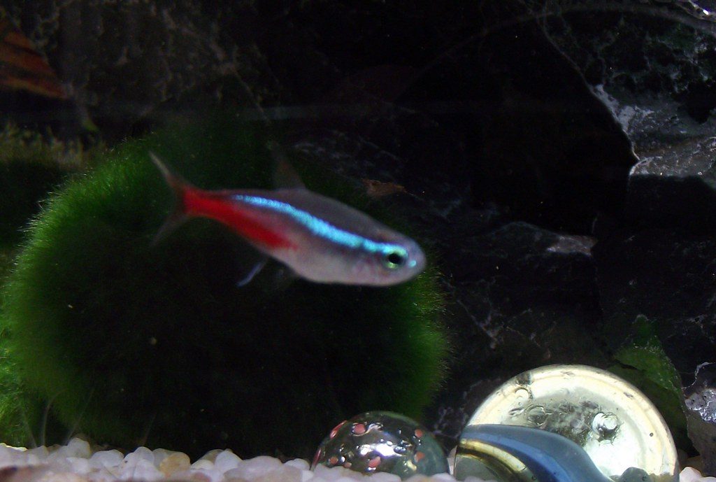 Neon Tetra For Beginners