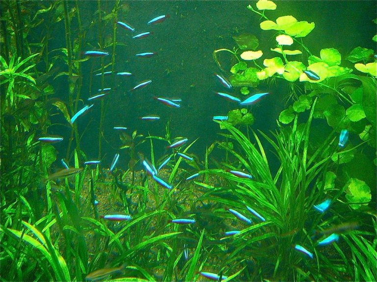 Neon Tetra Freshwater