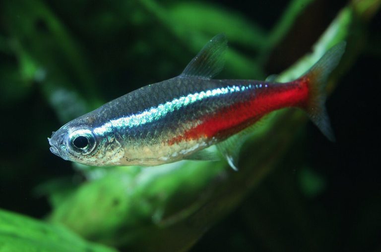 Neon Tetra Losing Color