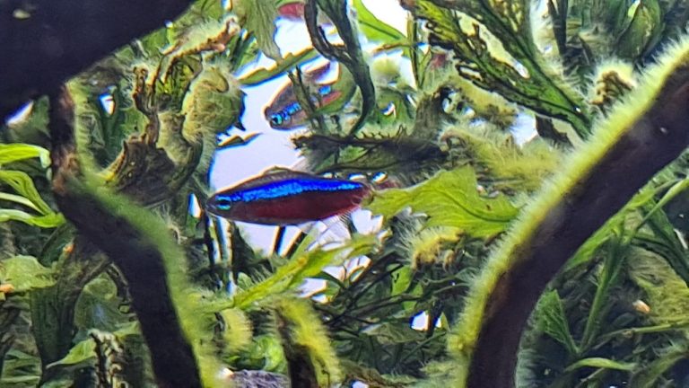 Neon Tetra Minimum Tank Size
