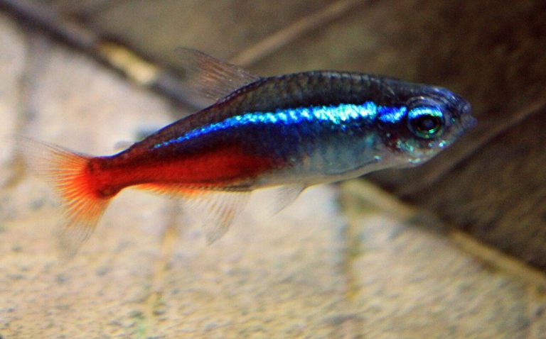 Neon Tetra Size, Lifespan And Care