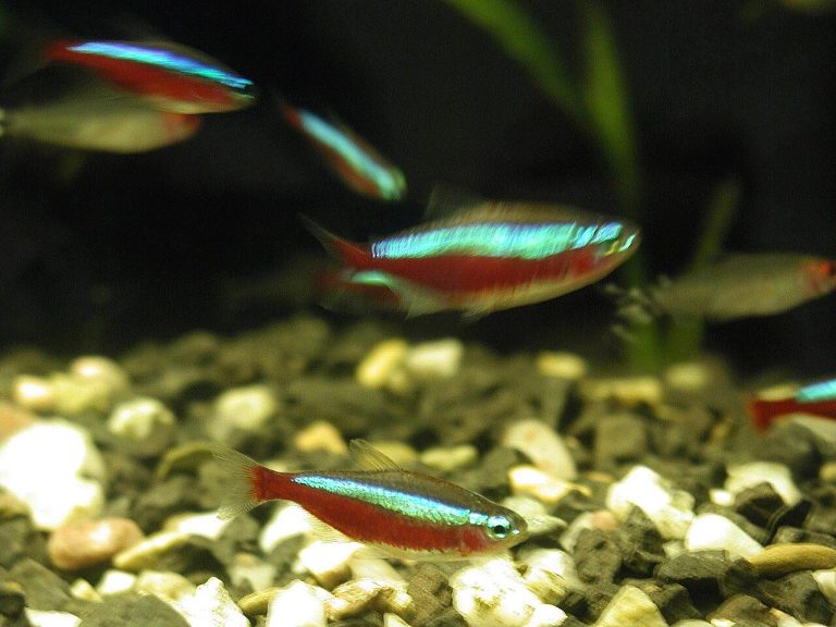 Neon Tetra Tank Mates