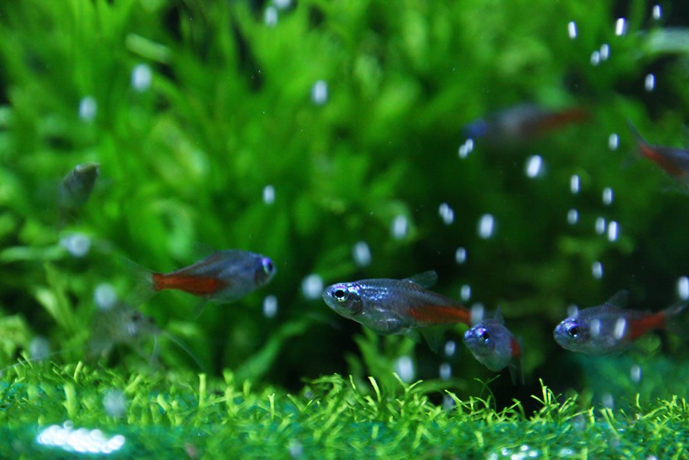 Neon Tetra Tank Set Up
