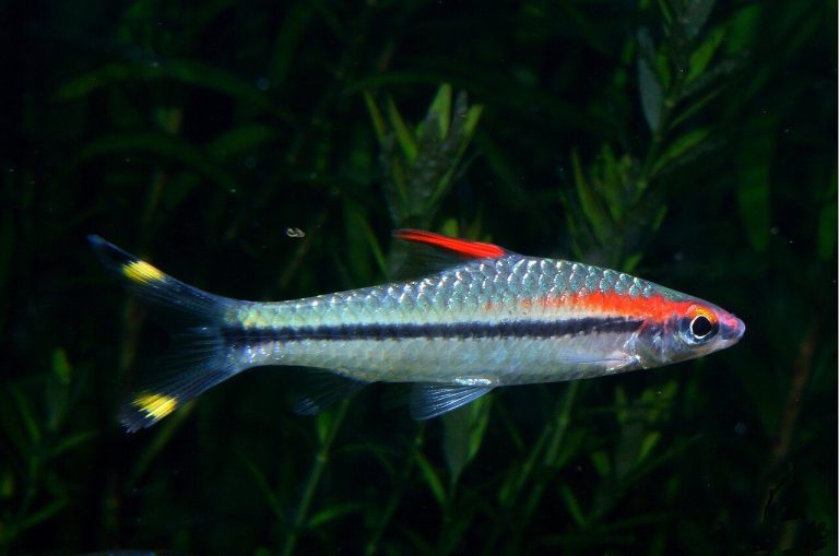 North American Freshwater Fish Species