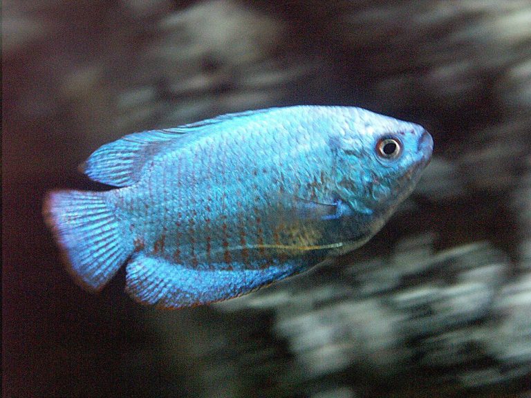 Orange Freshwater Fish