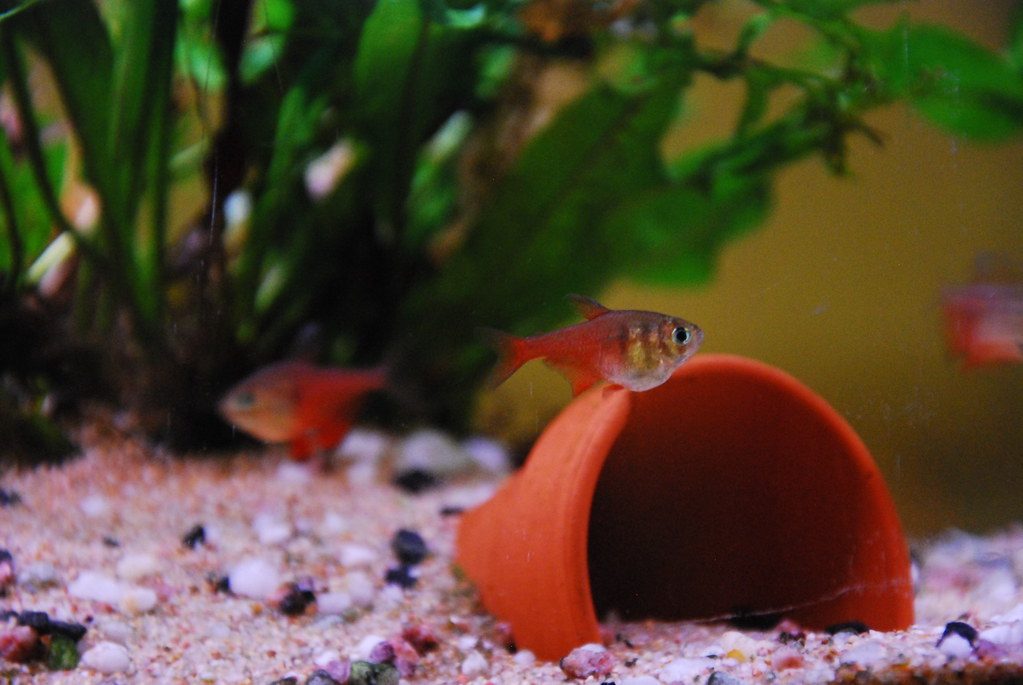 Orange Tetra Fish