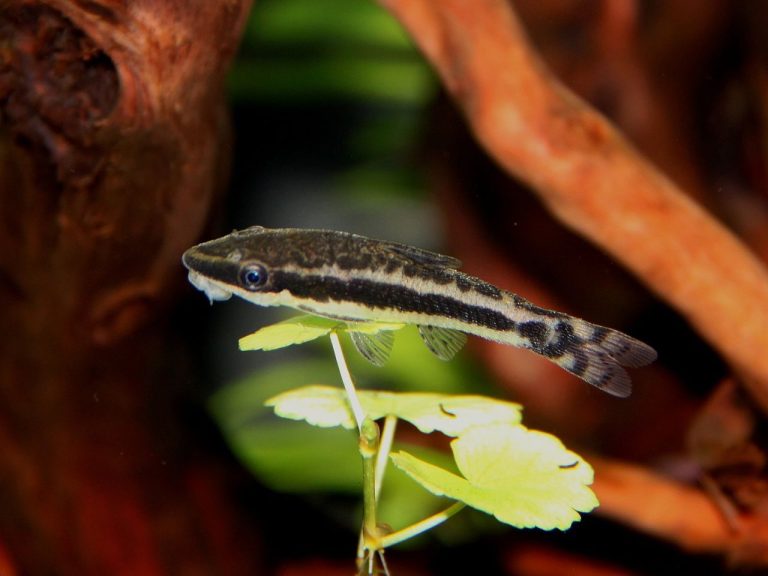 Otocinclus Catfish Care Guide