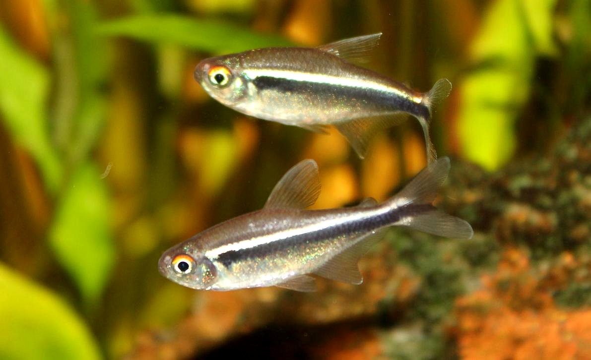 Paracheirodon Axelrodi Breeding