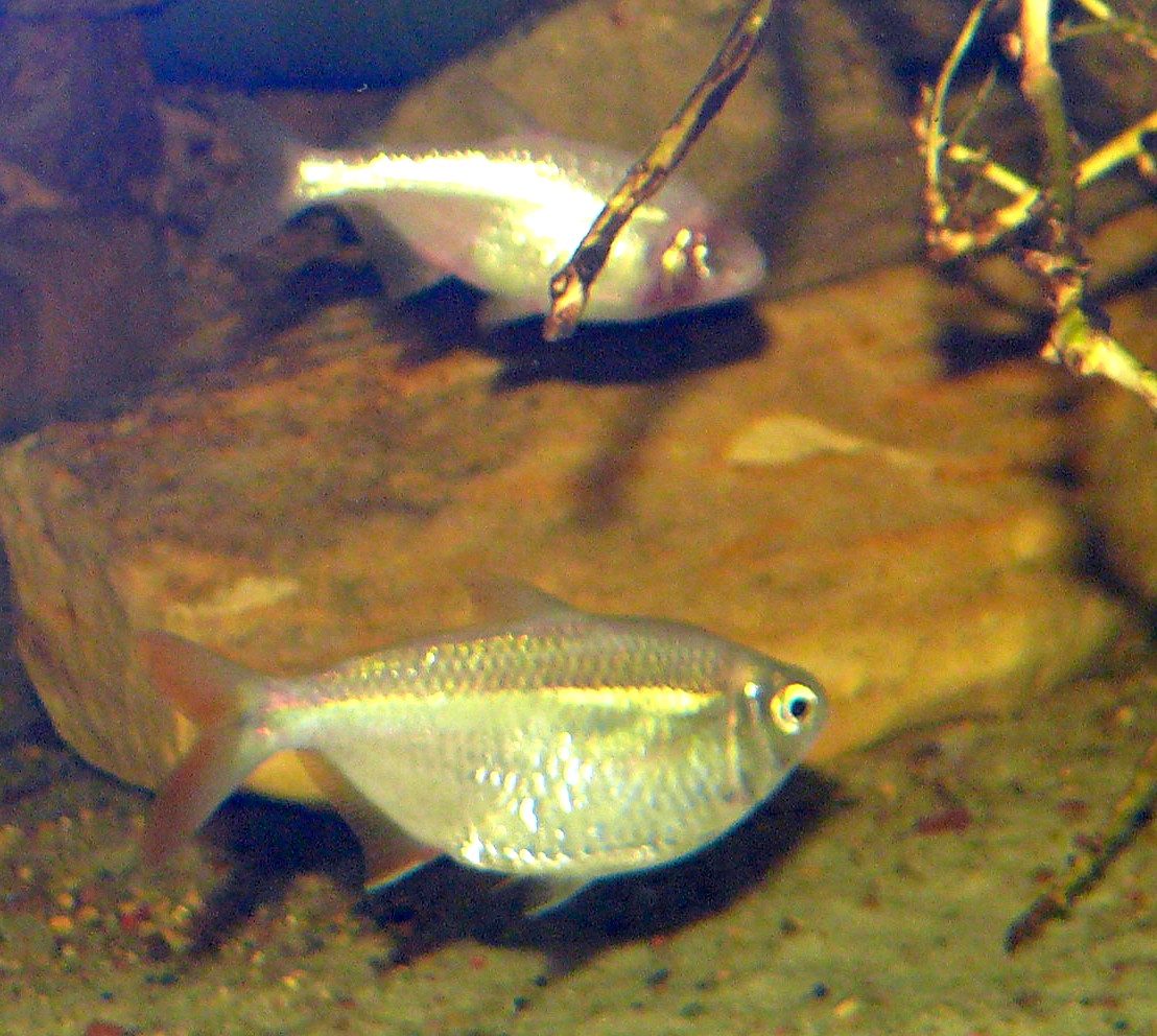 Paradise Fish Care Guide