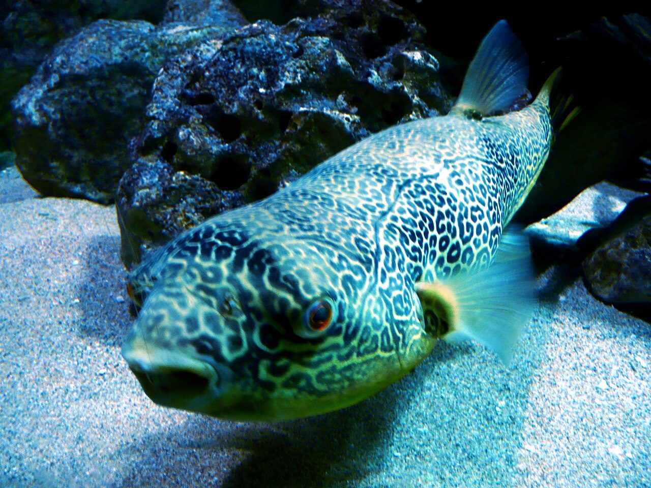 Pea Puffer Fish Care Guide