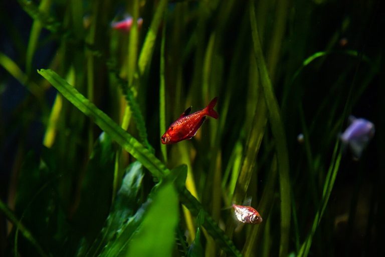 Peaceful Tetra Fish For Community Tank