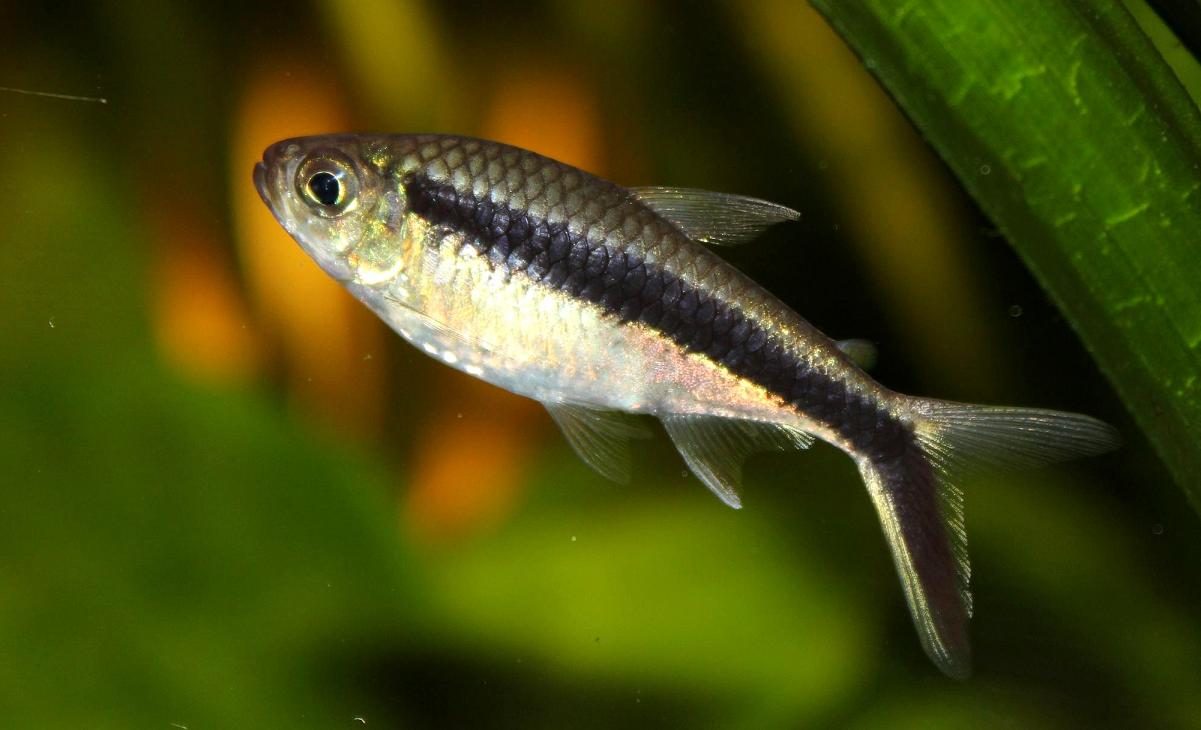 Penguin Tetra Care Guide