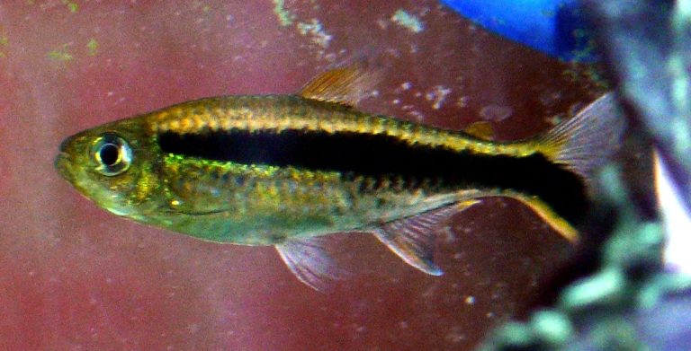 Penguin Tetra Male Vs Female
