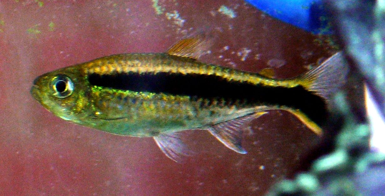 Penguin Tetra Male Vs Female