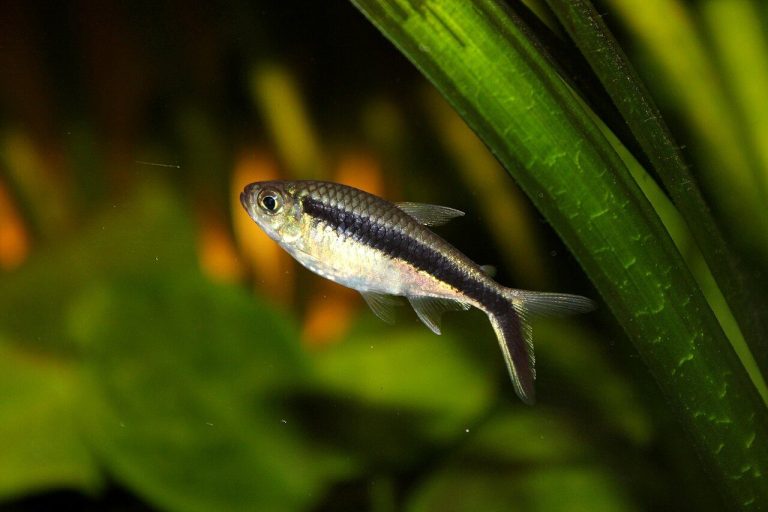 Penguin Tetra Tank Size (Gallons)
