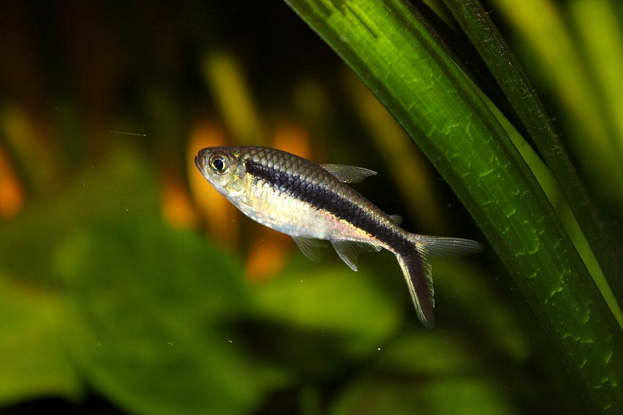 Penguin Tetra Tank Size (Gallons)