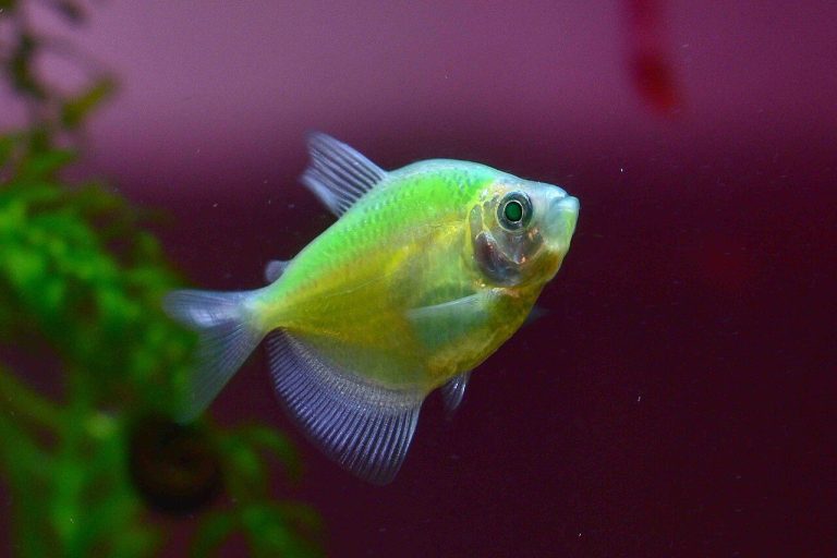 Penguin Tetra Vs Black Skirt Tetra