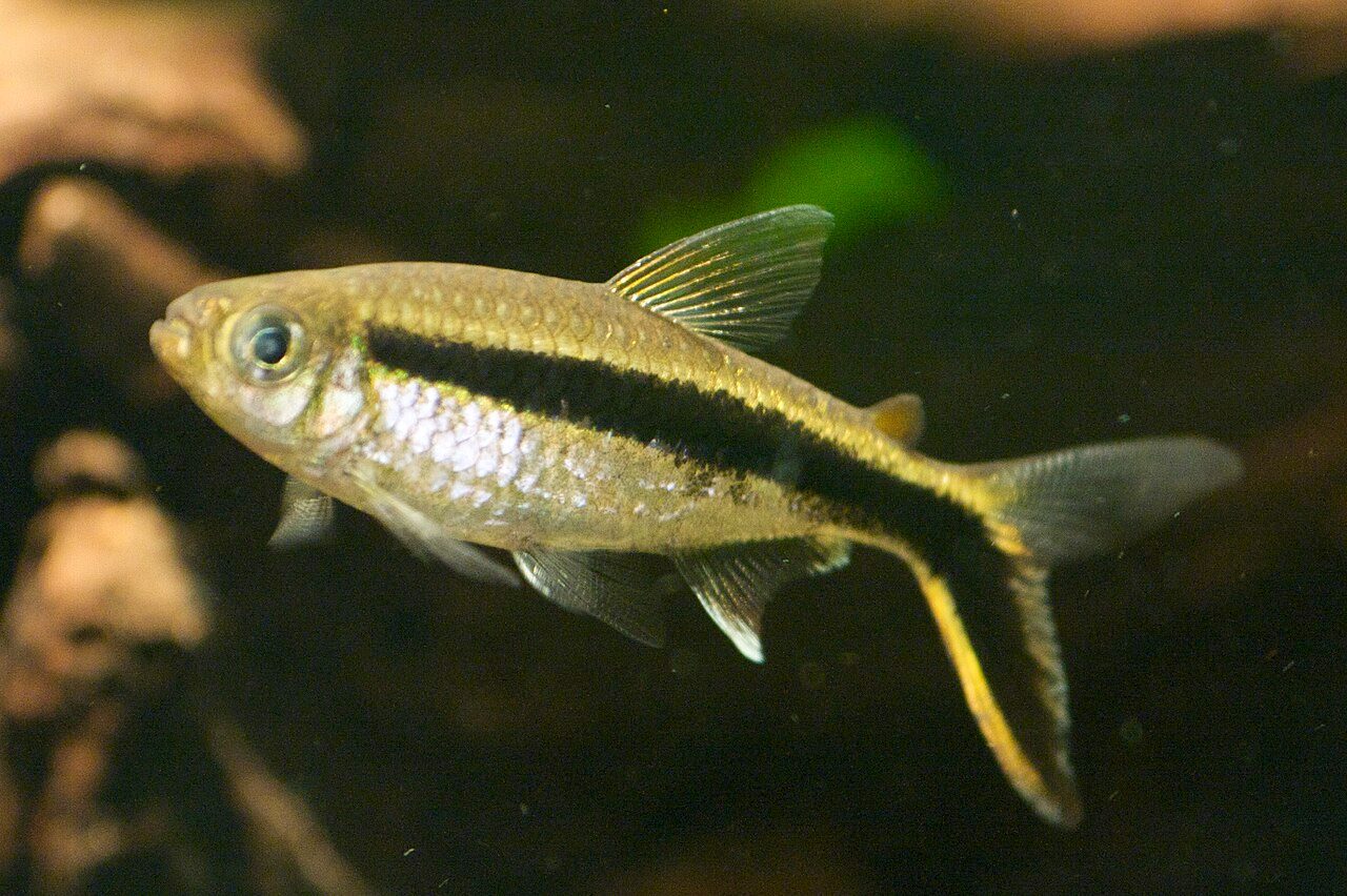 Penguin Tetra With Betta Fish