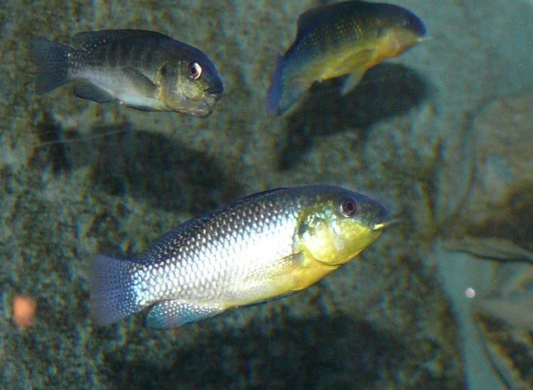 Pink Freshwater Fish