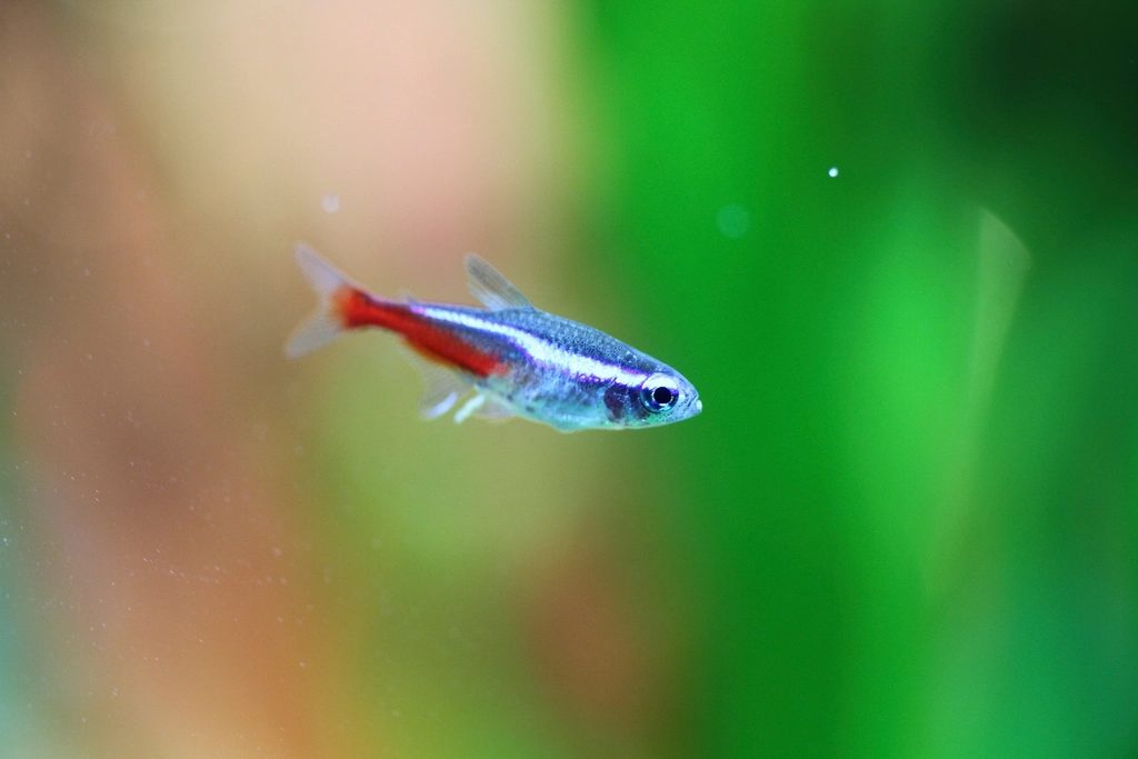 Pink Neon Tetra Fish