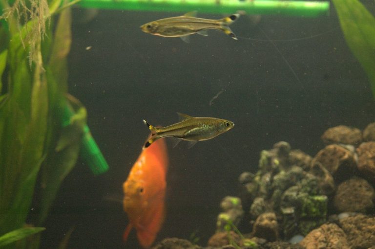 Pink Tetra Fish