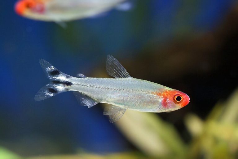 Platinum Rummy Nose Tetra