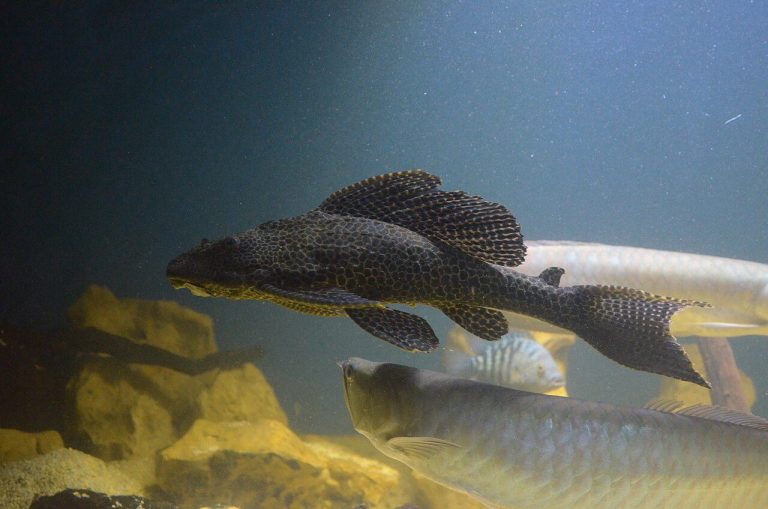 Pleco (Plecostomus) Fish Care Guide