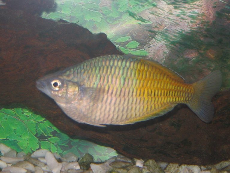 Rainbowfish Species Guide
